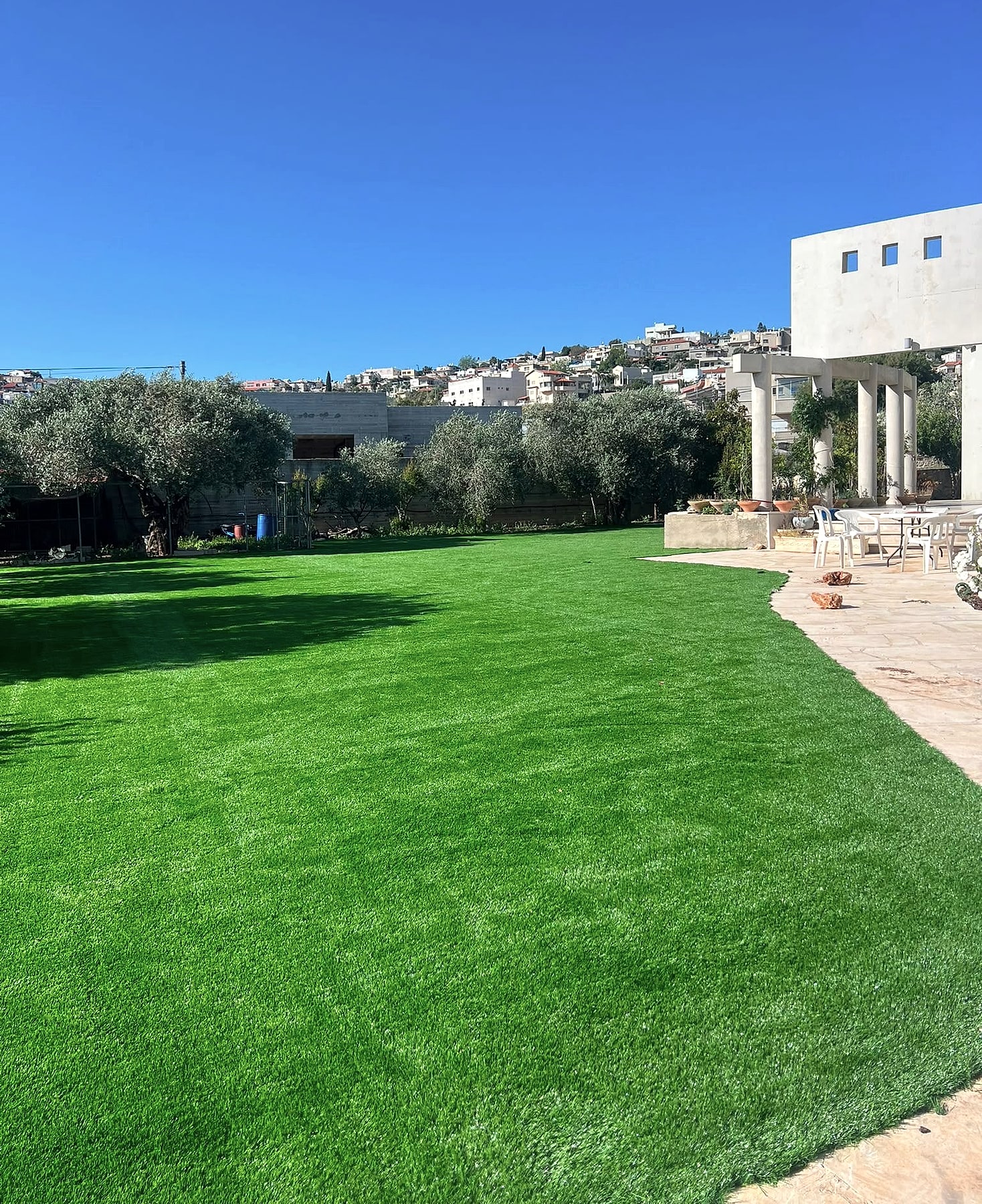 דשא ארבל במדשאה רחבה מול שורת עצי זית